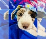 Puppy 1 Bernedoodle-Sheepadoodle Mix