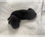 Small Photo #7 Great Dane Puppy For Sale in OLATHE, CO, USA
