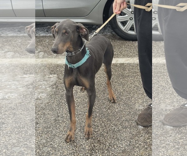 Medium Photo #2 Doberman Pinscher Puppy For Sale in Aurora, OH, USA