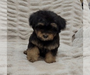 YorkiePoo Puppy for sale in CYPRESS, TX, USA