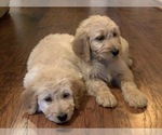 Small Photo #7 Goldendoodle Puppy For Sale in FREDONIA, KY, USA