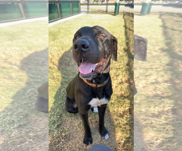 Medium Photo #2 Labrador Retriever-Unknown Mix Puppy For Sale in The Woodlands, TX, USA