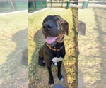 Small #1 Labrador Retriever Mix