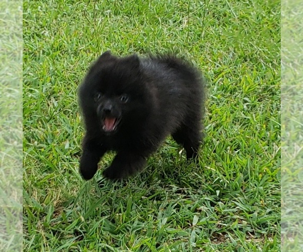 Medium Photo #6 Pomeranian Puppy For Sale in OCTAVIA, OK, USA