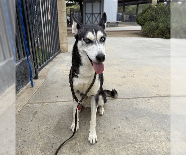 Medium Photo #1 Siberian Husky Puppy For Sale in Riverside, CA, USA