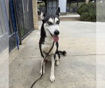 SNOW - Female Siberian Husky Dog for Adoption - Small photo