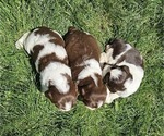 Small #5 English Springer Spaniel