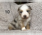 Small Photo #3 Australian Shepherd Puppy For Sale in TONASKET, WA, USA