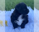 Small #6 Morkie