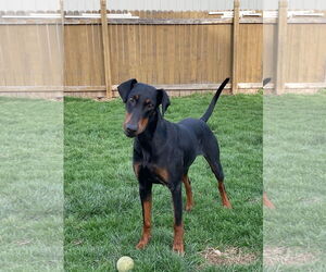 Doberman Pinscher Dogs for adoption in Minneaoplis, MN, USA