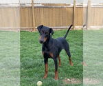 Small Doberman Pinscher
