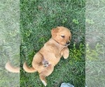 Puppy BLACK Golden Retriever