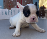 Small French Bulldog