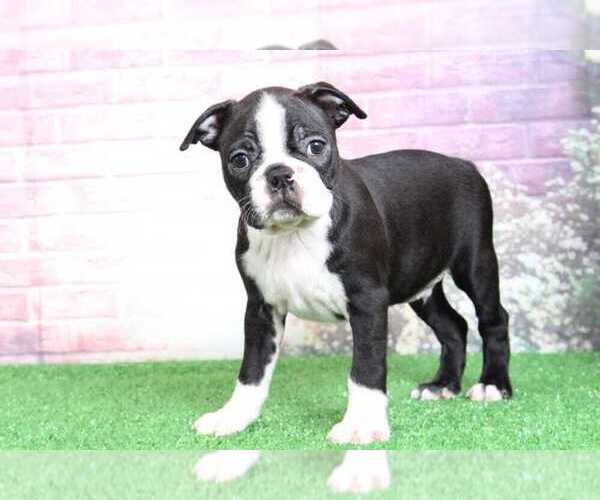 View Ad: Boston Terrier Puppy for Sale near Maryland, BEL AIR, USA. ADN