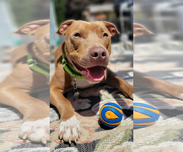 Medium Photo #2 Mutt Puppy For Sale in Rockville, MD, USA