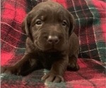 Small Photo #4 Labrador Retriever Puppy For Sale in ESCONDIDO, CA, USA