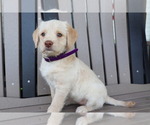 Miniature Labradoodle Puppy for sale in SHILOH, OH, USA