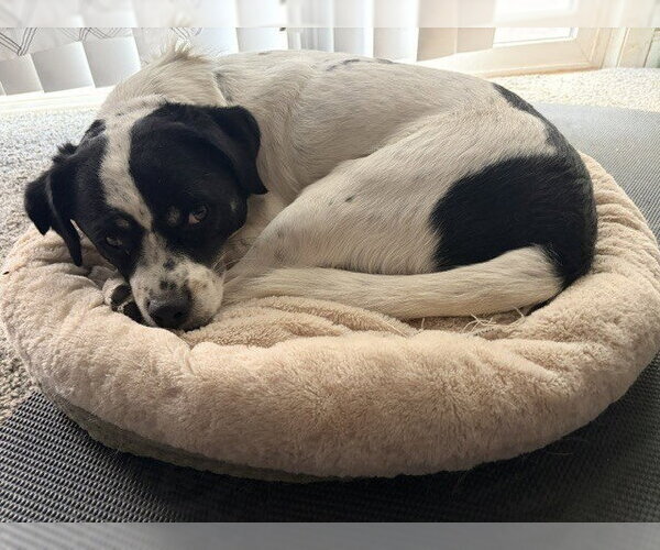 Medium Photo #8 Rat Terrier-Unknown Mix Puppy For Sale in Lakewood, CO, USA