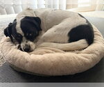 Small Photo #8 Rat Terrier-Unknown Mix Puppy For Sale in Lakewood, CO, USA