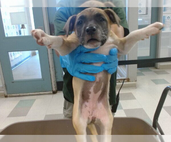 Medium Photo #1 Black Mouth Cur-Unknown Mix Puppy For Sale in Oklahoma City, OK, USA