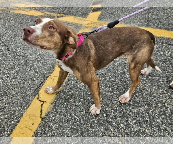 Medium Photo #3 Mutt Puppy For Sale in Woodbury, NY, USA