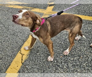 ANNABELLE - Female Mutt Dog for Adoption - Photo #3