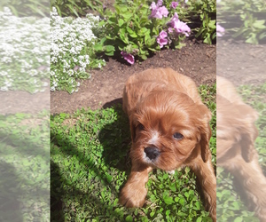 Cavalier King Charles Spaniel Puppy for sale in KINZERS, PA, USA