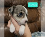 Small Photo #11 Chizer Puppy For Sale in MONTEZUMA, GA, USA