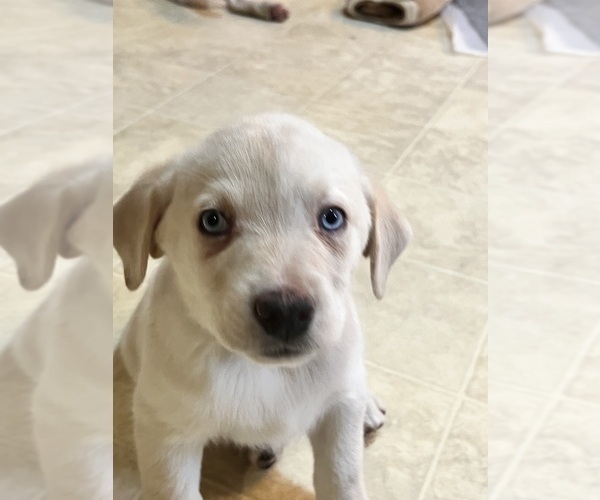 Medium Photo #1 Sheprador Puppy For Sale in BROOKLINE, NH, USA