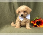 Small Photo #5 Morkie-Poodle (Miniature) Mix Puppy For Sale in LAKELAND, FL, USA