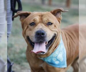 Mastiff-Unknown Mix Dogs for adoption in San Antonio, TX, USA