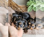 Small #5 Yorkshire Terrier