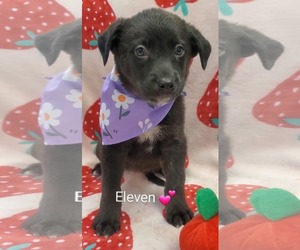 Mutt Dogs for adoption in SHERBURNE, NY, USA