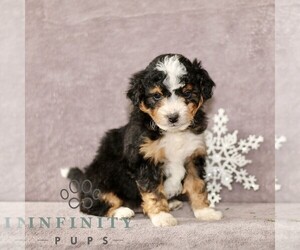 Bernedoodle (Miniature) Puppy for sale in GORDONVILLE, PA, USA