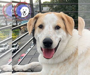 Great Pyrenees-Unknown Mix Dogs for adoption in Spring, TX, USA