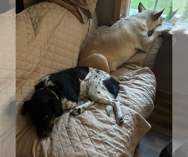 Medium Photo #4 Mutt Puppy For Sale in Fargo, ND, USA