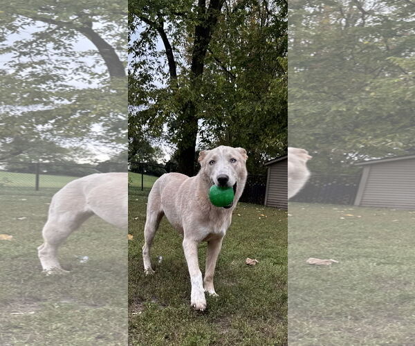 Medium Photo #8 Mutt Puppy For Sale in Kankakee, IL, USA