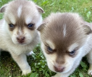 Pomsky Litter for sale in NORWICH, NY, USA