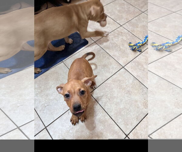 Medium Photo #3 Labrador Retriever-Unknown Mix Puppy For Sale in Tracy City, TN, USA