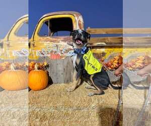 Cisco - Male American Pit Bull Terrier-Texas Heeler Mix Dog for Adoption - Photo #7