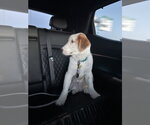 Small #6 Saint Bernard Mix