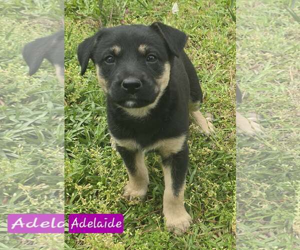 Medium Photo #1 Australian Shepherd-Unknown Mix Puppy For Sale in Alexander, AR, USA