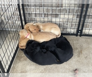 Golden Labrador Puppy for Sale in LEIPSIC, Ohio USA