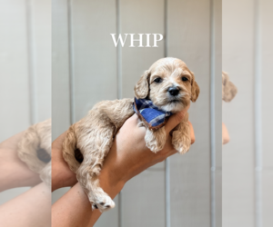 Cock-A-Poo Puppy for sale in TRINITY, NC, USA