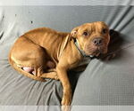 Small #1 American Pit Bull Terrier Mix