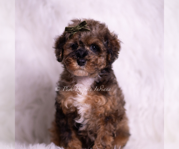 Medium Photo #3 Poodle (Toy) Puppy For Sale in WARSAW, IN, USA