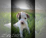 Small #5 Mutt
