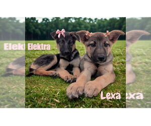 German Shepherd Dog-Unknown Mix Dogs for adoption in San Diego, CA, USA