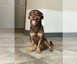 Small #1 Chiweenie