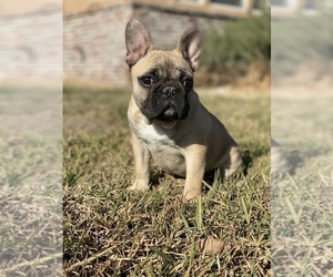 French Bulldog Puppy for sale in HANFORD, CA, USA